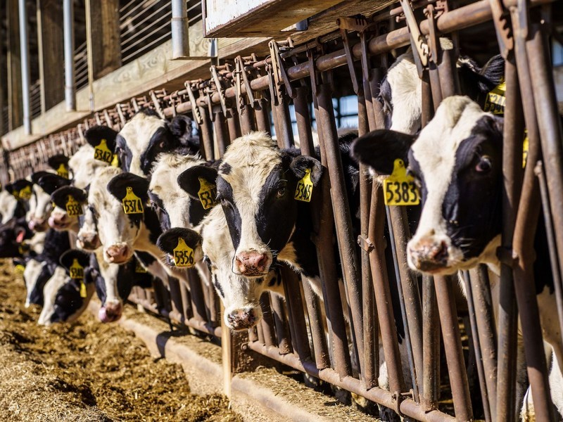 Dairy / Milk Processors